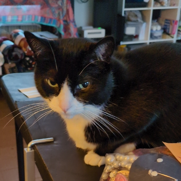 Black and White Cat - Picture 1 of 2